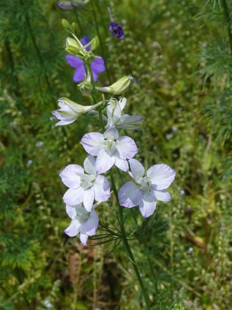 釘子花植物|千鳥草の植物図鑑（検索結果）｜みんなの趣味の園